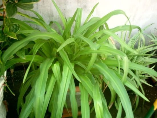 Trinh nữ hoàng cung Trinh nữ hoàng cung